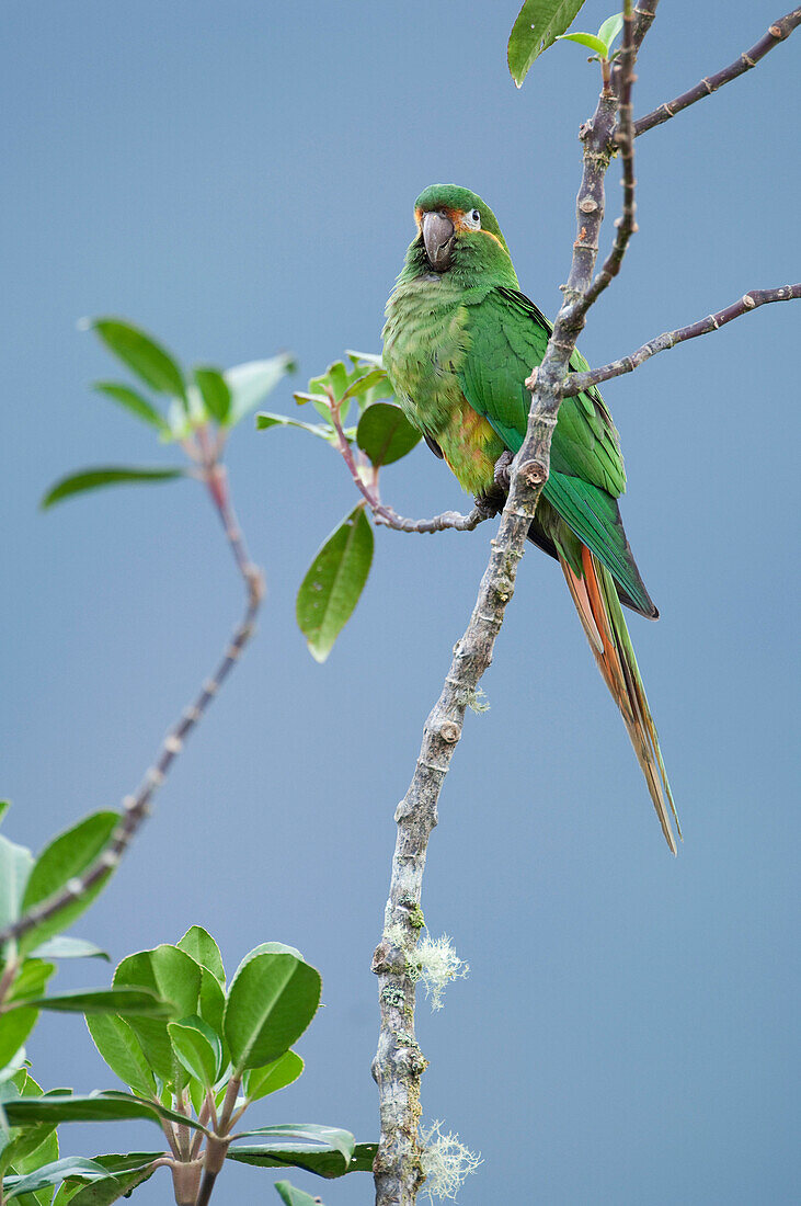 Golden-plumed Parakeet (Leptosittaca branickii), Ecuador