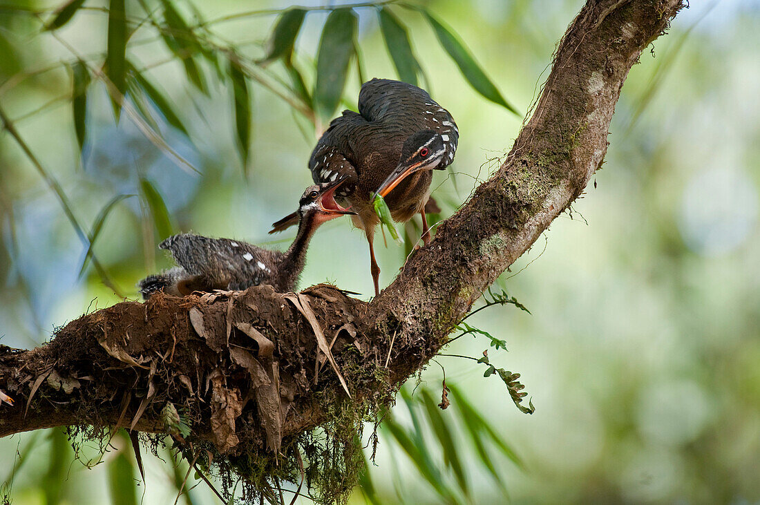 Sunbittern (Eurypyga helias) feeding chick a grasshopper, Ecuador