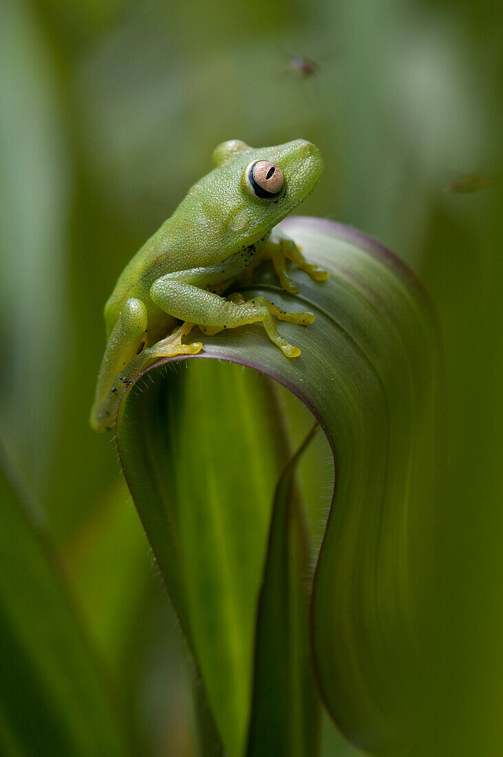 Tree Frog (Hypsiboas cinerascens) camouflaged on leaf, Amazon, Ecuador