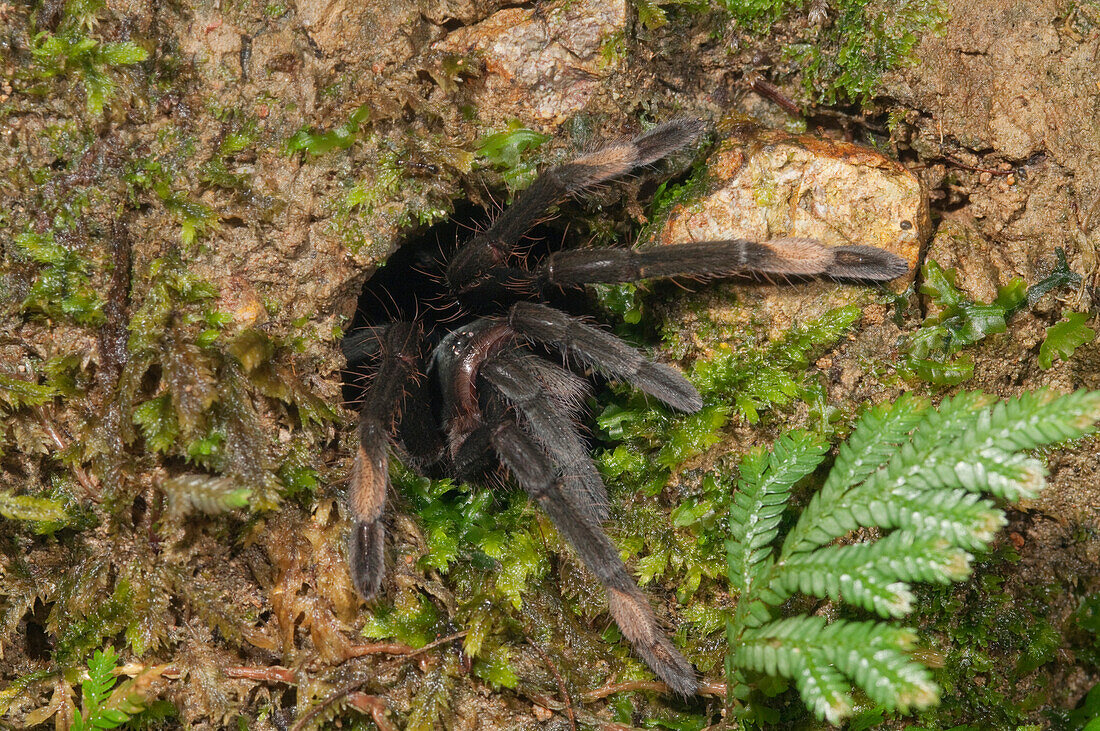 Tarantula (Theraphosidae) emerging from nest cavity, Amazon, Ecuador