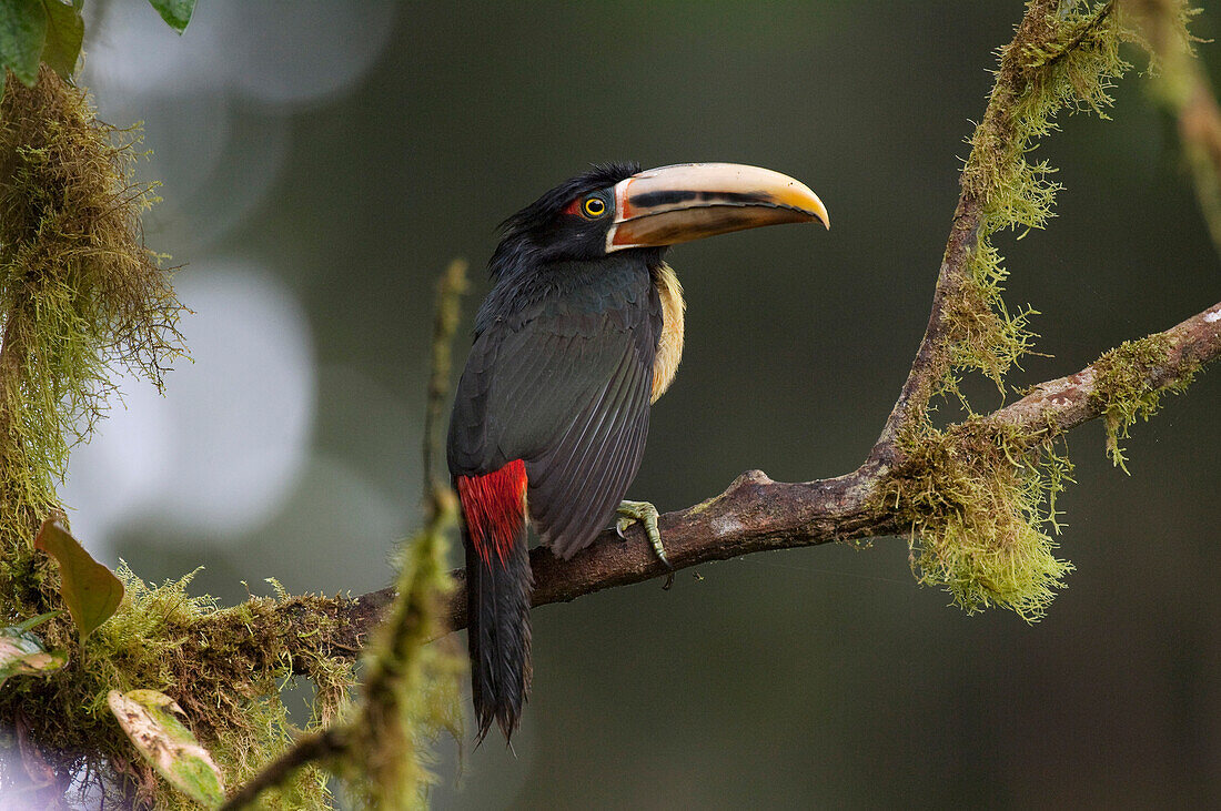 Collared Aracari (Pteroglossus torquatus), Ecuador