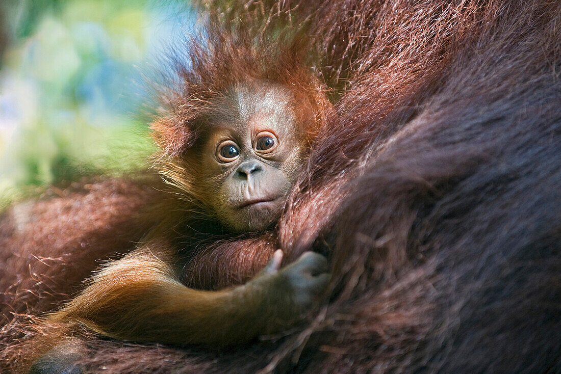 Sumatran Orangutan (Pongo abelii) two month old baby, Gunung Leuser National Park, north Sumatra, Indonesia