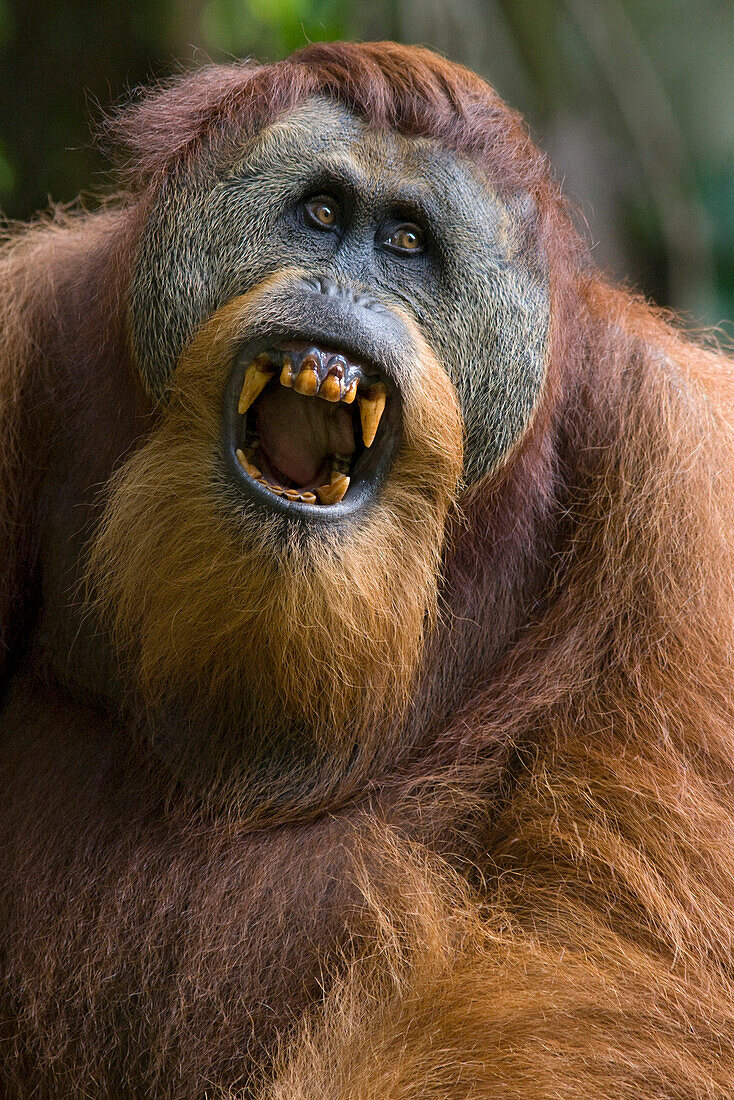 Sumatran Orangutan (Pongo abelii) dominant male displaying, Gunung Leuser National Park, north Sumatra, Indonesia