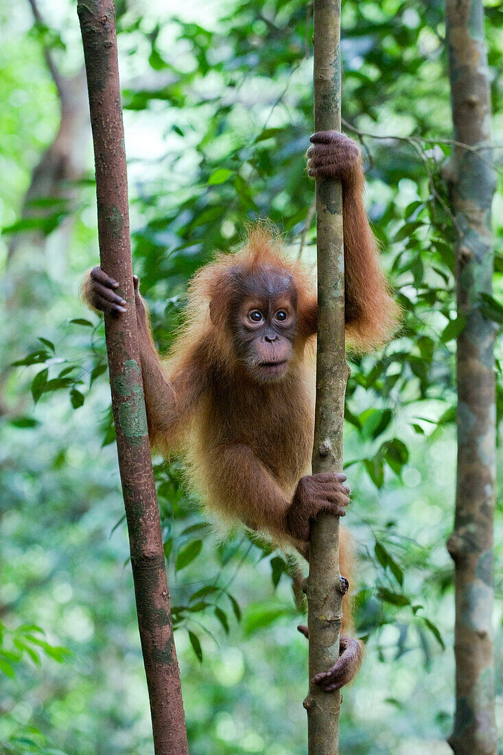 Sumatran Orangutan (Pongo abelii) six month old baby climbing, Gunung Leuser National Park, north Sumatra, Indonesia
