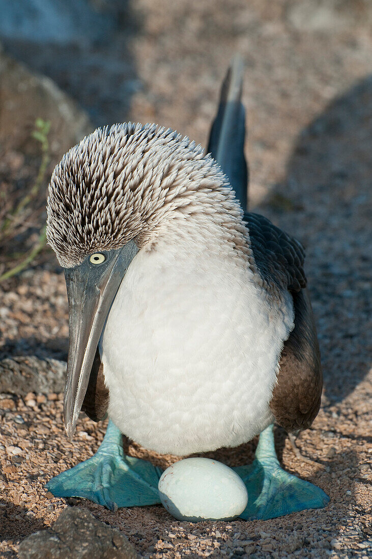 Blue-footed Booby (Sula nebouxii) incubating egg in shallow sand scrape, Galapagos Islands, Ecuador