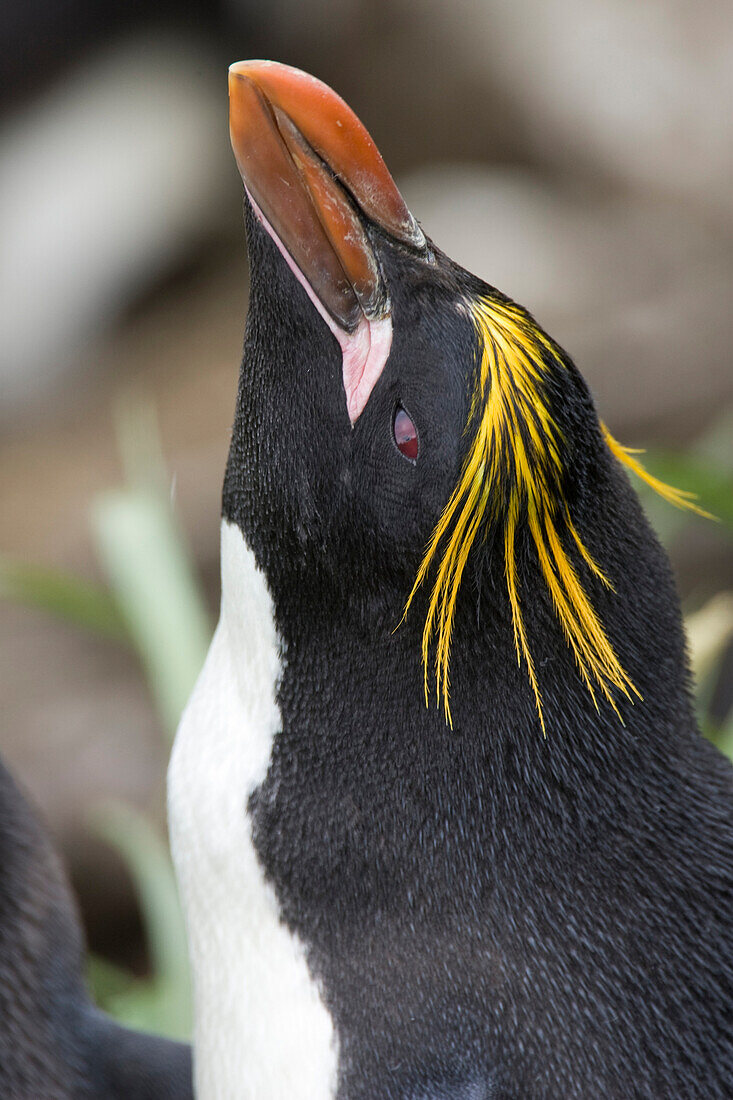 Macaroni Penguin (Eudyptes chrysolophus), Cooper Bay, South Georgia Island