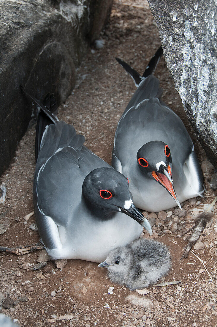 Swallow-tailed Gull (Creagrus furcatus) pair with newly hatched chick, Galapagos Islands, Ecuador