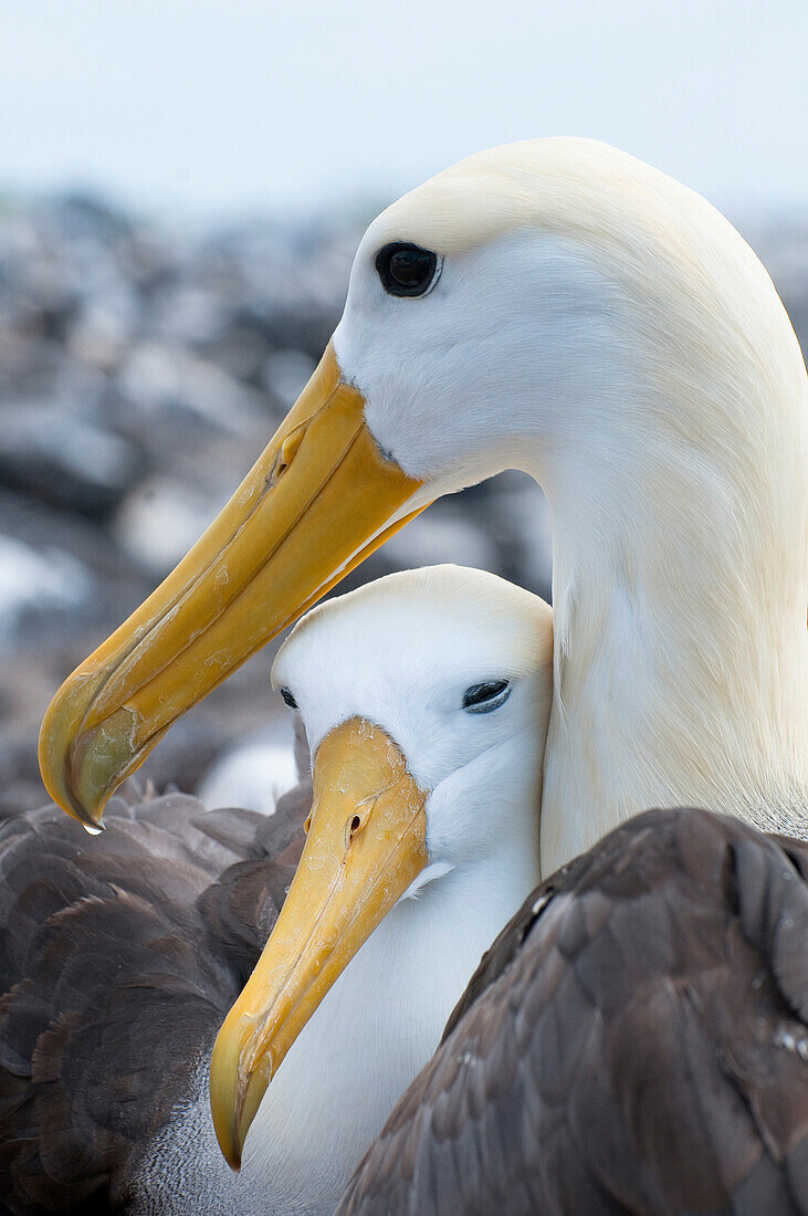 Waved Albatross (Phoebastria irrorata) pair bonding, Galapagos Islands, Ecuador