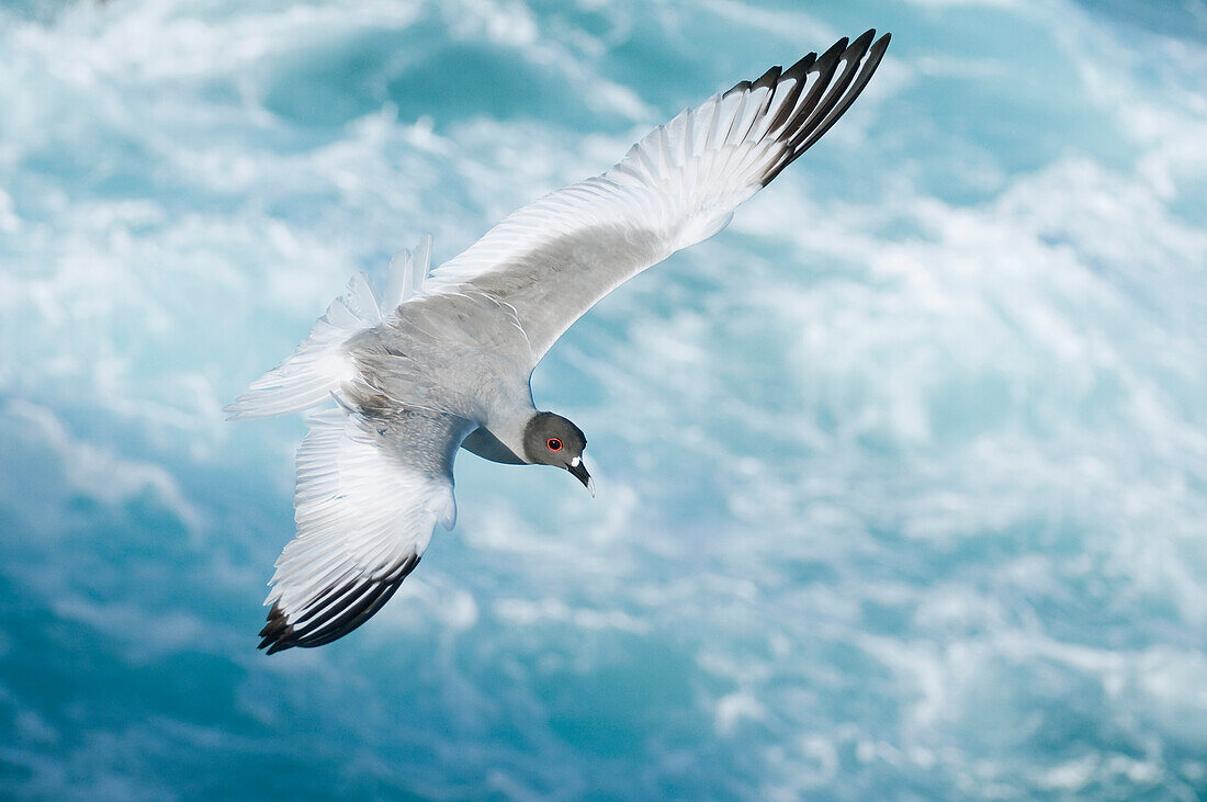 Swallow-tailed Gull (Creagrus furcatus) flying, Galapagos Islands, Ecuador