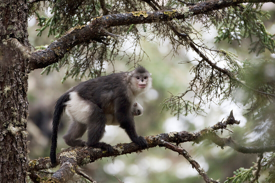 Yunnan Snub-nosed Monkey (Rhinopithecus bieti) mother holding her baby moving through trees, Mangkang, Tibet, China