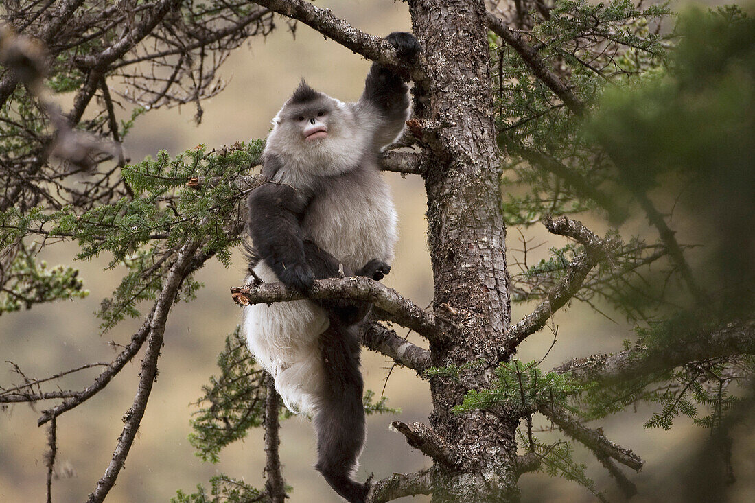 Yunnan Snub-nosed Monkey (Rhinopithecus bieti) male climbing tree, Mangkang, Tibet, China