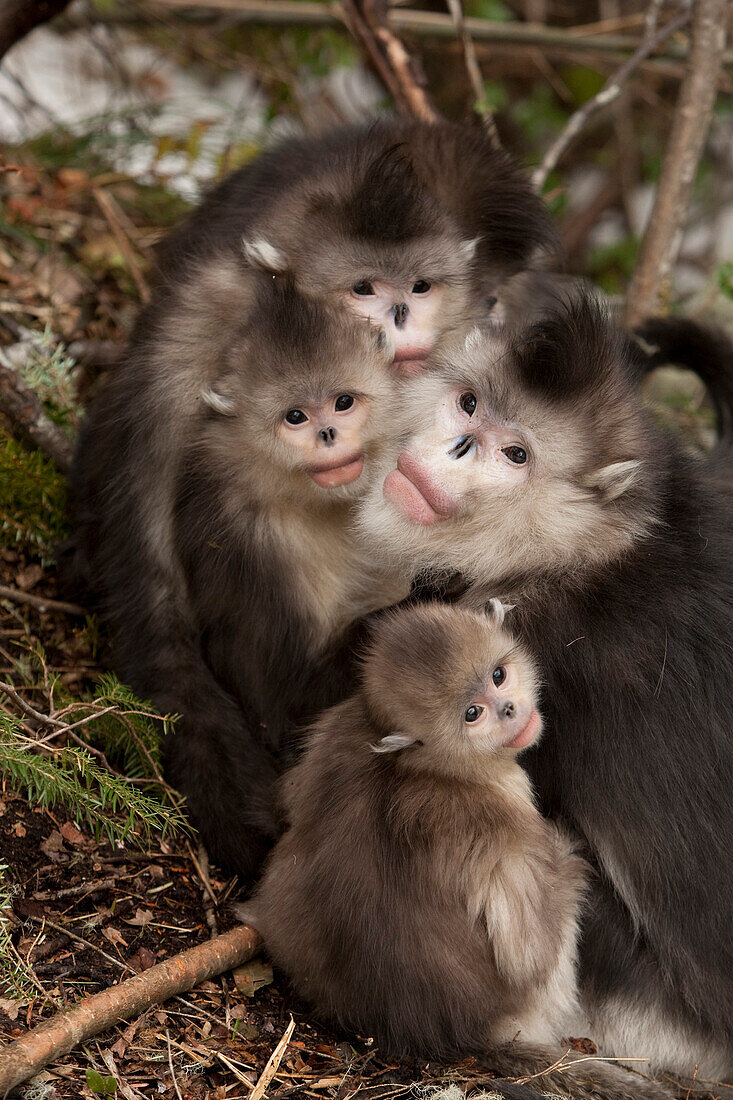 Yunnan Snub-nosed Monkey (Rhinopithecus bieti) family huddling together for warmth, Baima Snow Mountain, Yunnan, China