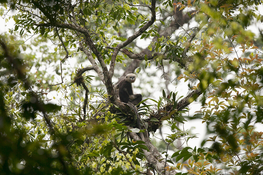 Tonkin Snub-nosed Monkey (Rhinopithecus avunculus) in tree, Ha Giang, Vietnam