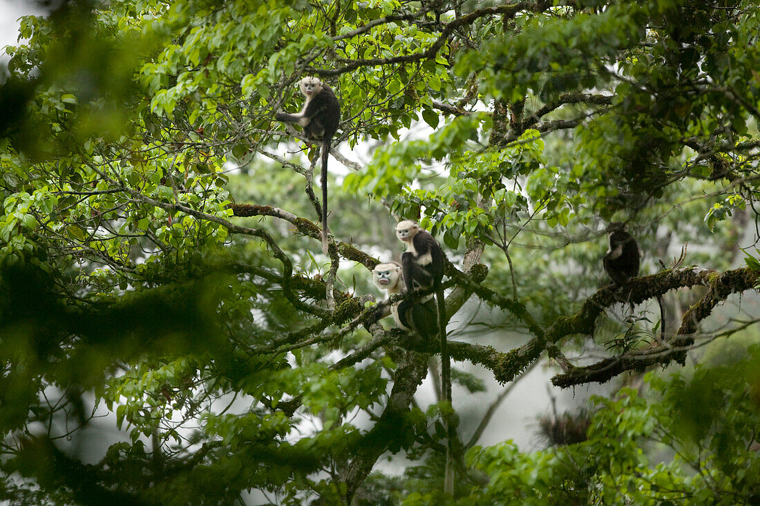 Tonkin Snub-nosed Monkey (Rhinopithecus avunculus) family in trees, Ha Giang, Vietnam