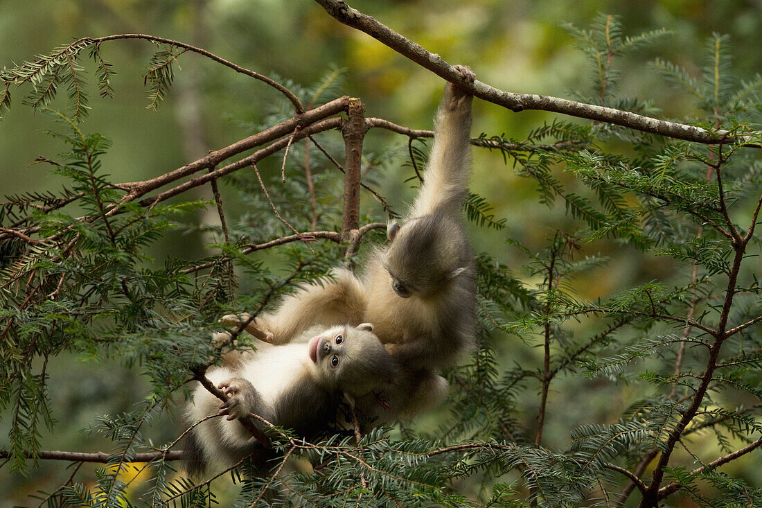 Yunnan Snub-nosed Monkey (Rhinopithecus bieti) babies playing, Baima Snow Mountain, Yunnan, China