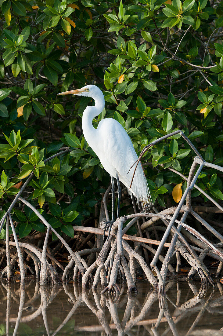 Great Egret (Ardea alba) in mangrove lagoon, Galapagos Islands, Ecuador