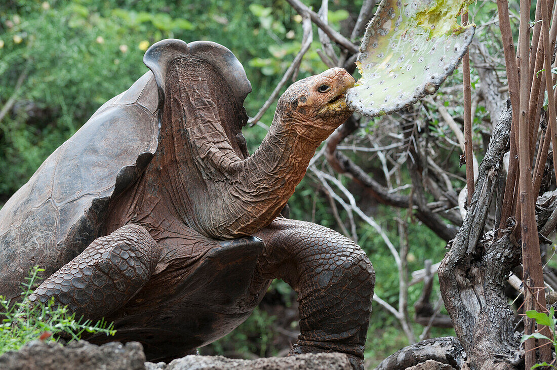Saddleback Galapagos Tortoise (Geochelone nigra hoodensis) named Diego, an old male returned to the Galapagos from the San Diego Zoo in 1977 and sire of large number of young in captive breeding program, feeding on cactus pad, Galapagos Islands, Ecuador
