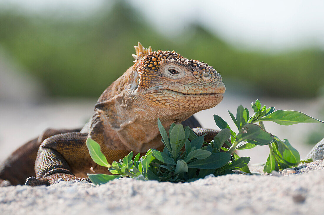 Galapagos Land Iguana (Conolophus subcristatus) on beach, Galapagos Islands, Ecuador