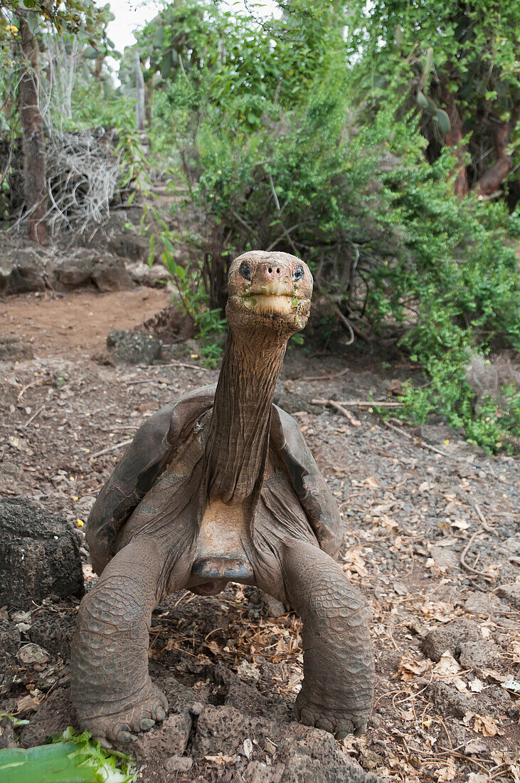 Pinta Island Galapagos Tortoise (Geochelone nigra abingdoni) named Lonesome George is the last individual of his subspecies, Charles Darwin Research Center, Pinta Island, Galapagos Islands, Ecuador