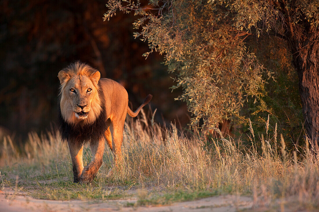 African Lion (Panthera leo) male, Kalahari, South Africa