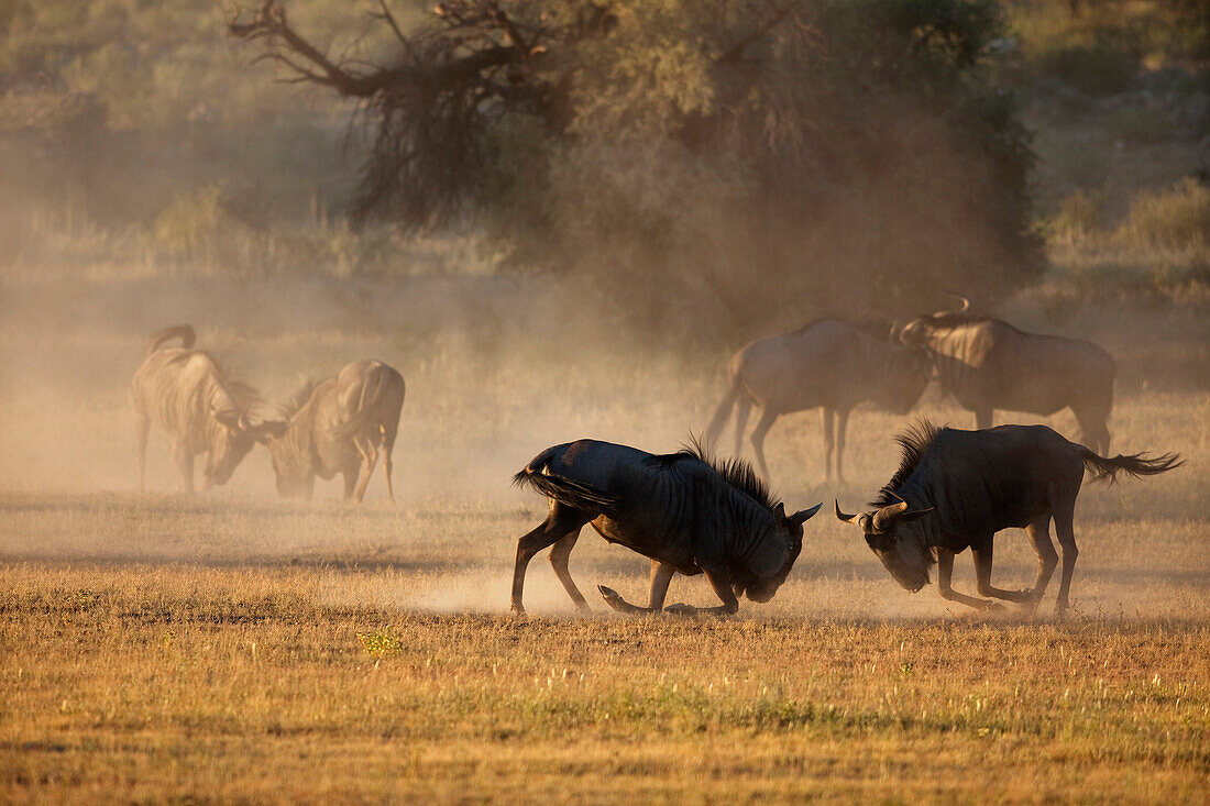 Blue Wildebeest (Connochaetes taurinus) males sparring, Kalahari, South Africa