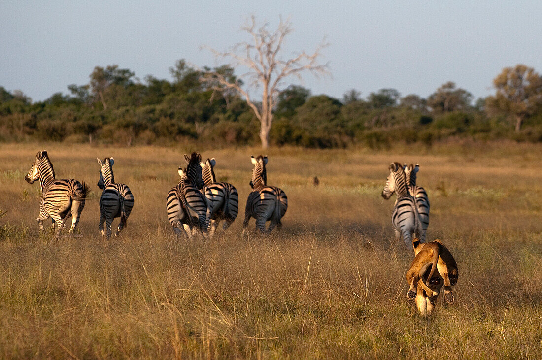 African Lion (Panthera leo) female chasing Burchell's Zebras (Equus burchellii), Botswana