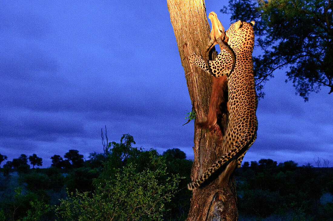 Leopard (Panthera pardus) carrying Impala (Aepyceros melampus) buck up tree, Botswana