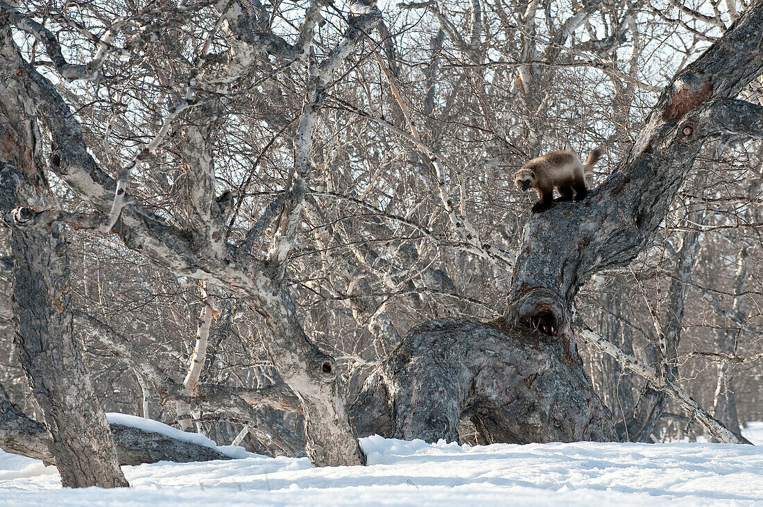 Wolverine (Gulo gulo) on tree, Kamchatka, Russia