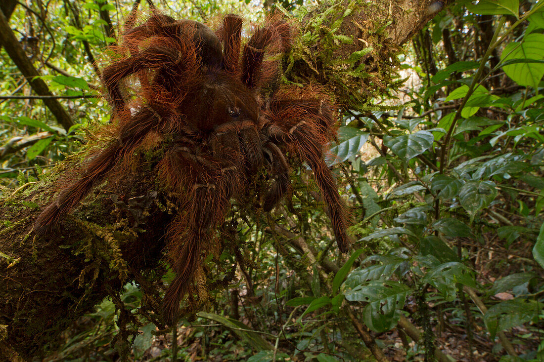 Tarantula (Theraphosidae) in rainforest, Suriname