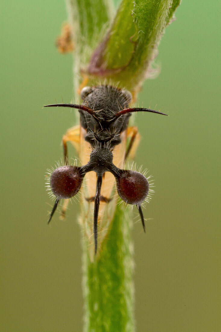 Treehopper (Cyphonia sp) ant mimic, Suriname
