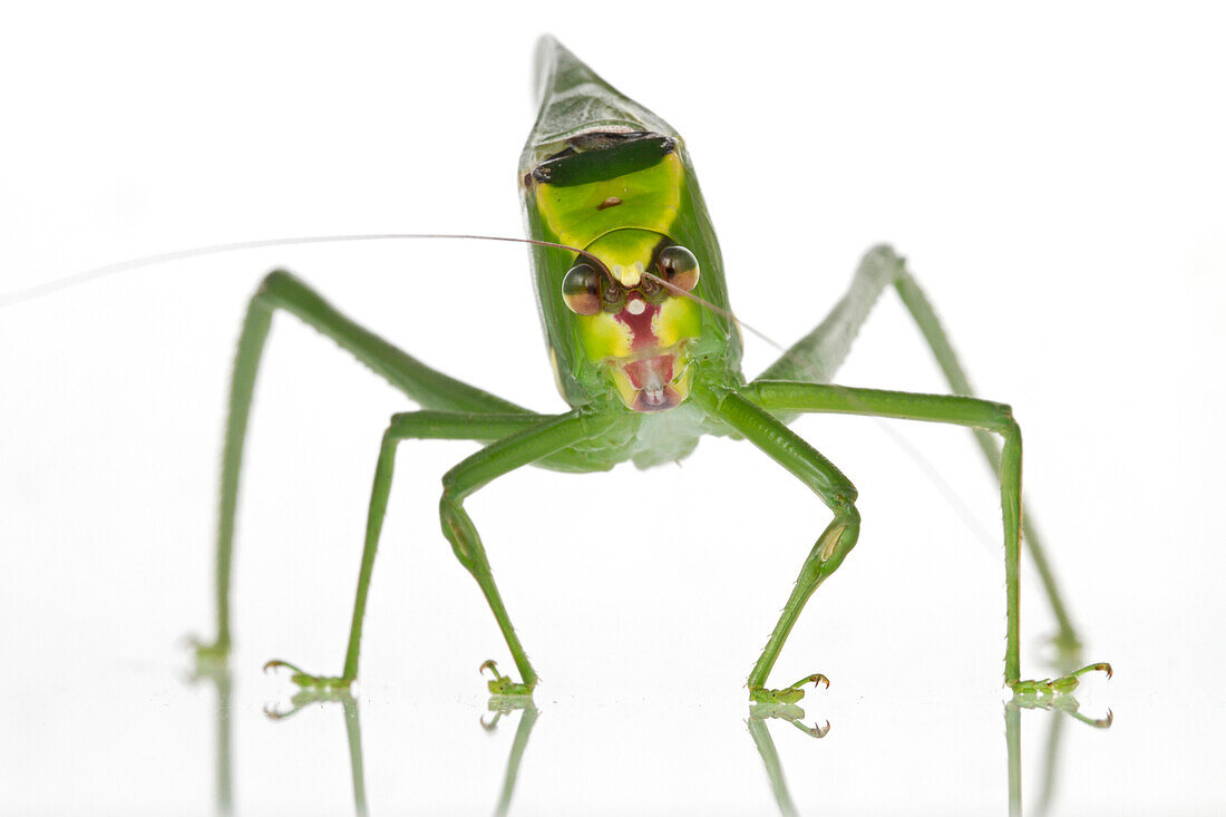 Katydid (Stilpnochlora sp), Suriname