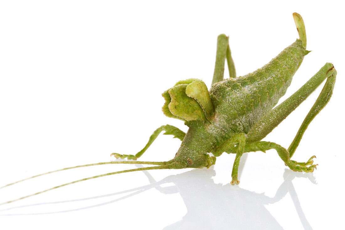 Katydid (Roxelana sp), Suriname