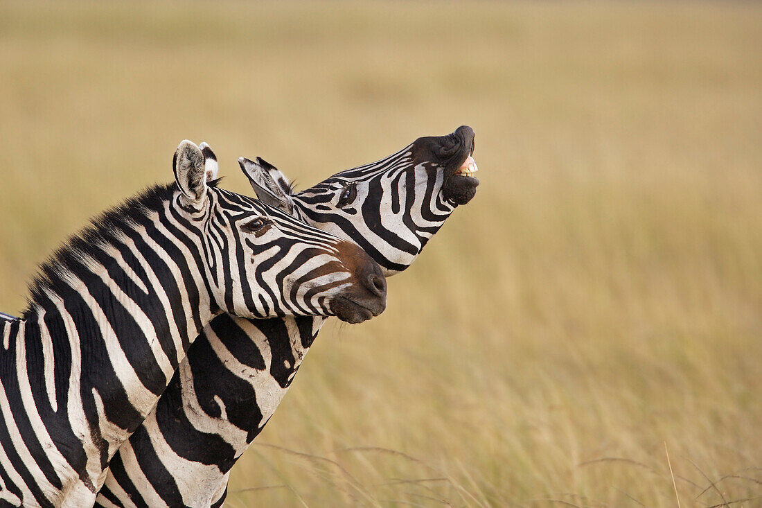 Grant's Zebra (Equus burchellii boehmi) male flehming, Masai Mara, Kenya