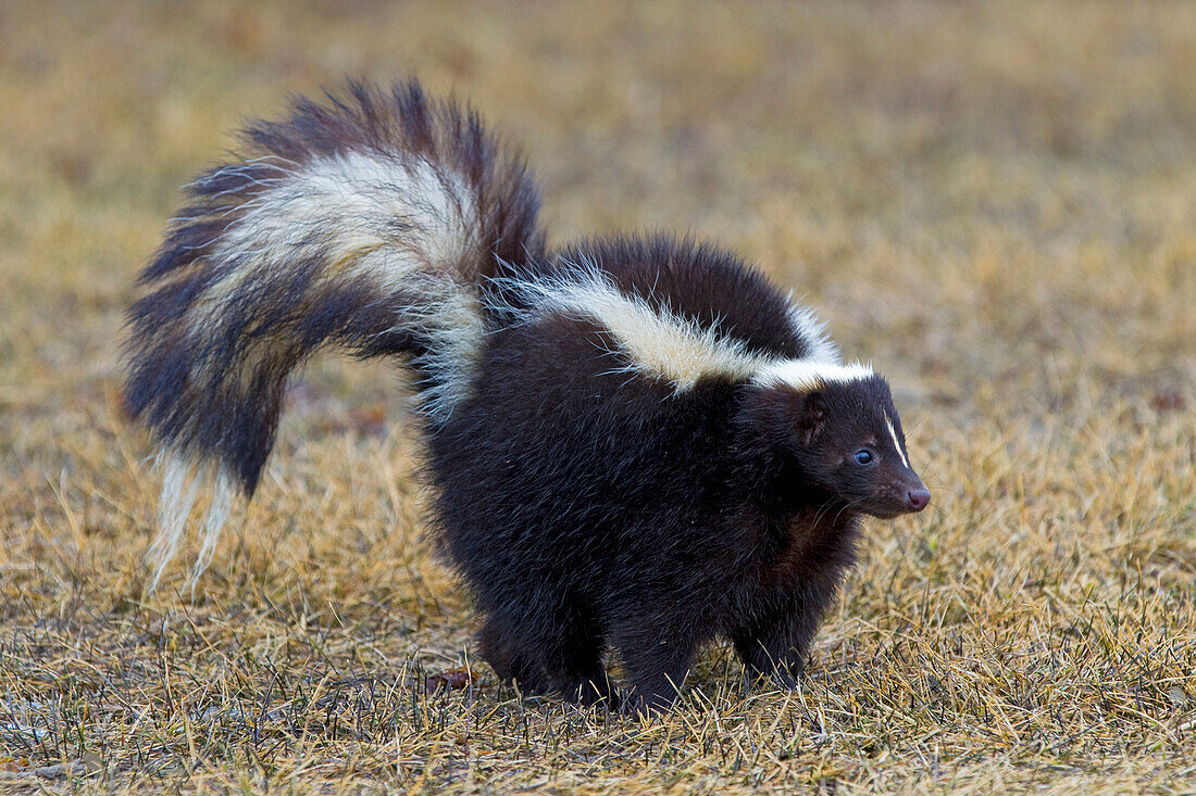 Striped Skunk (Mephitis mephitis), North America