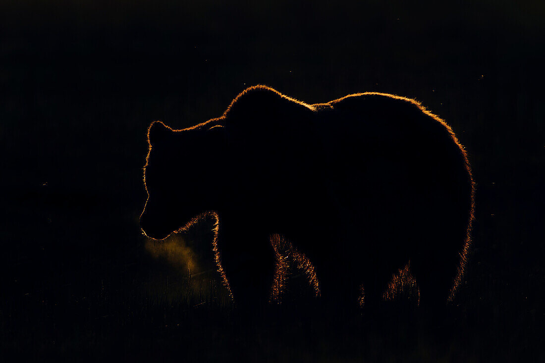 Grizzly Bear (Ursus arctos horribilis) male at sunrise, Lake Clark National Park, Alaska