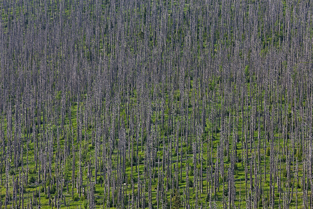 Norway Spruce (Picea abies) trees that have died after being afflicted by bark beetle, Bayrischer Wald National Park, Germany