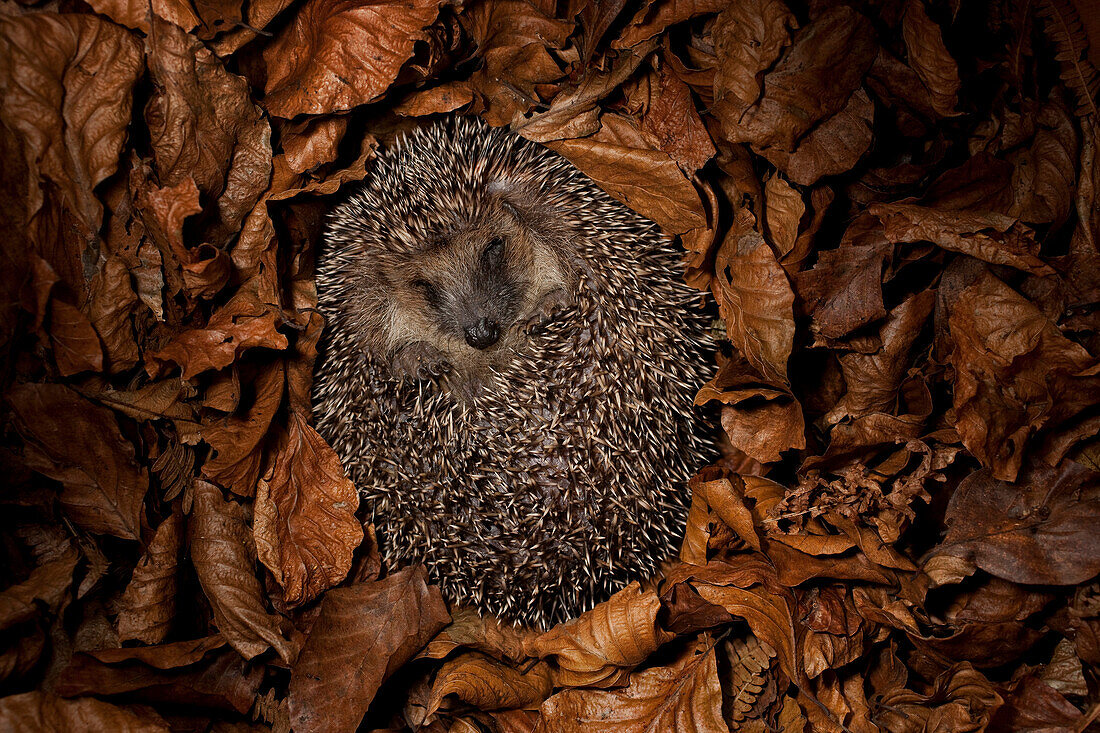 Brown-breasted Hedgehog (Erinaceus europaeus) hibernating in leaves, Germany