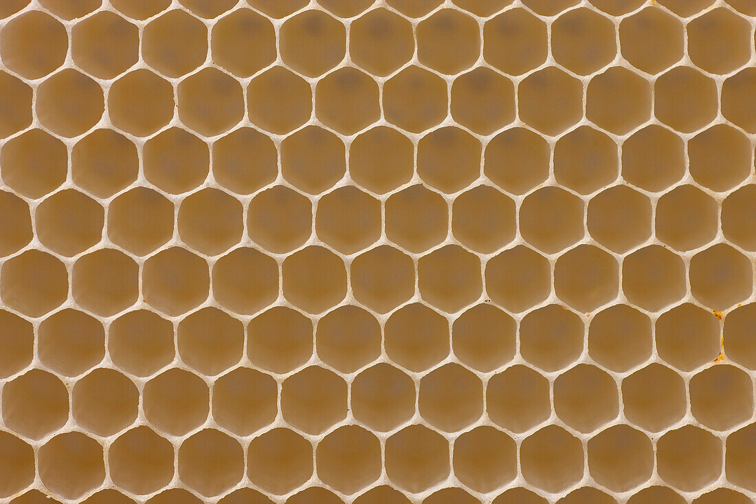 Honey Bee (Apis mellifera) honeycomb with empty cells, Germany