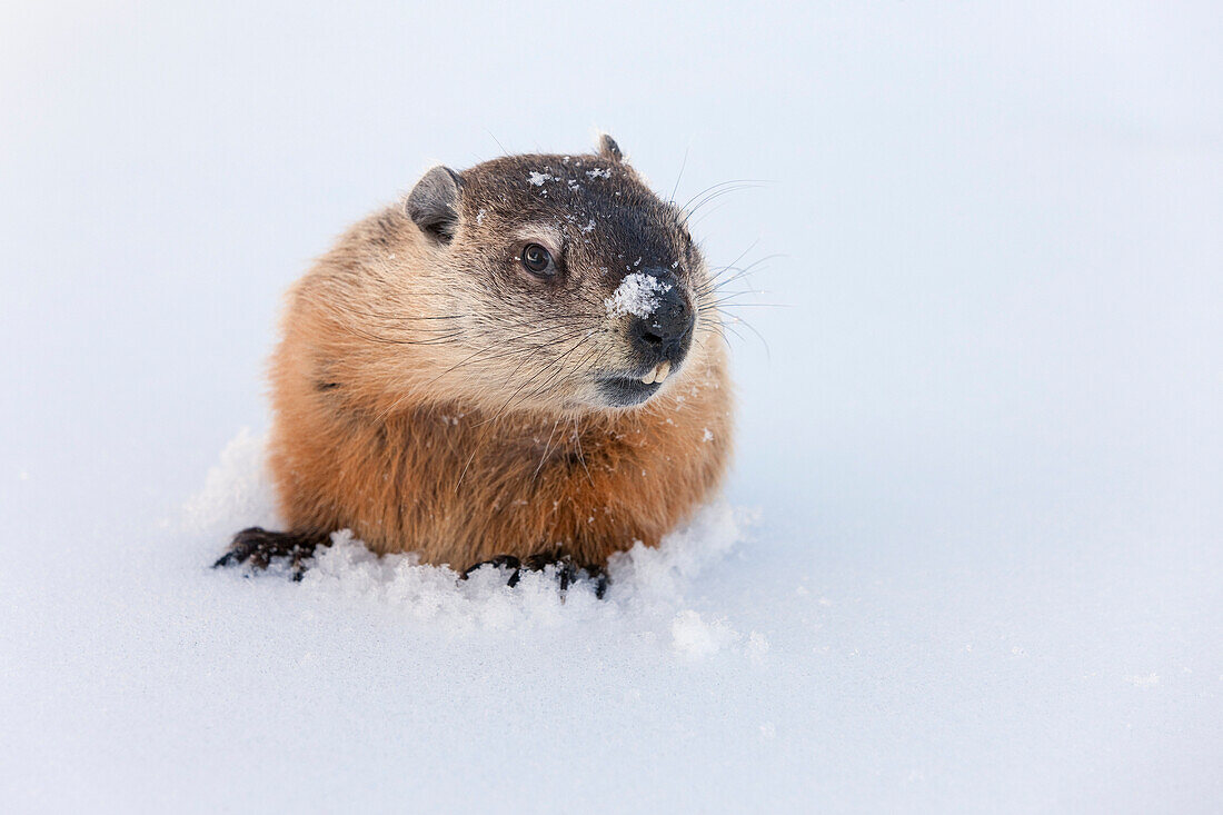 Woodchuck (Marmota monax) emerging from snow after hibernation in its burrow, Minnesota