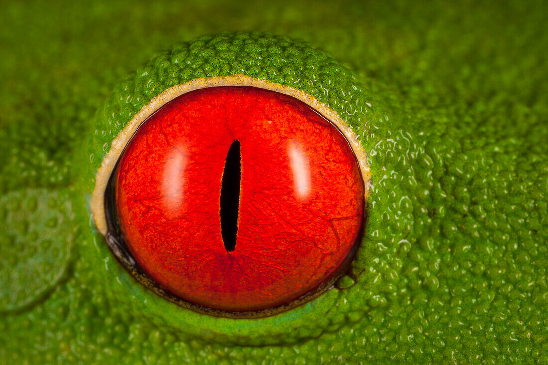 Red-eyed Tree Frog (Agalychnis callidryas) eye, Costa Rica
