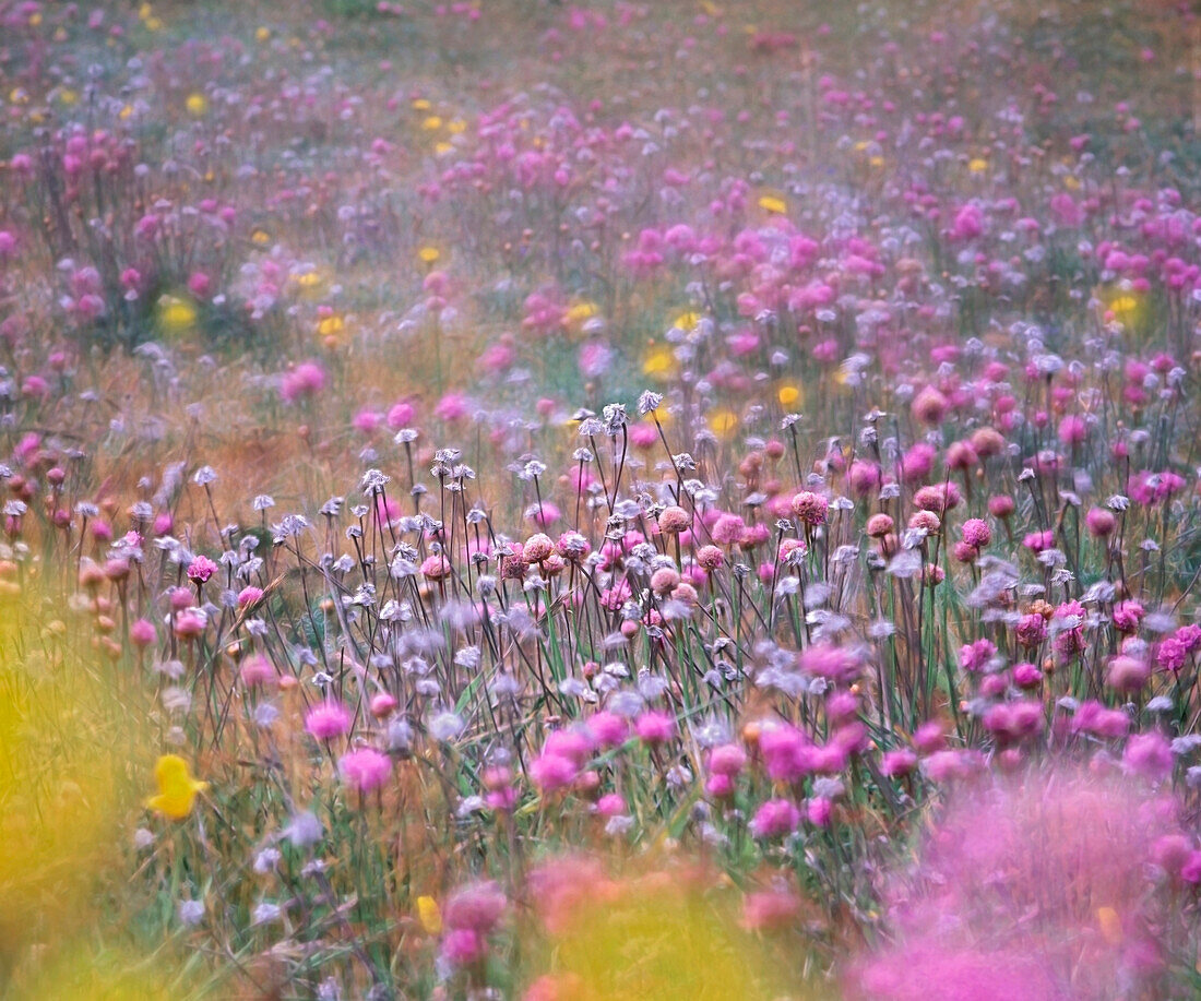 Wildflowers in meadow, Mendocino Headlands State Park, California