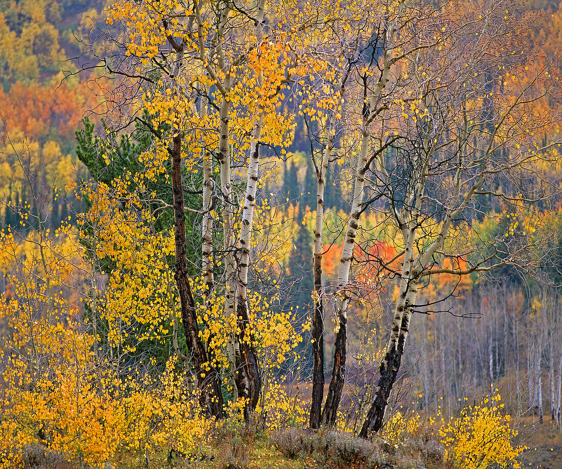 Quaking Aspen (Populus tremuloides) in autumn, White River National Forest, Colorado