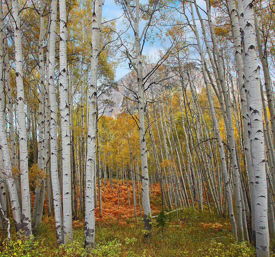 Quaking Aspen (Populus tremuloides) forest, Marcellina Mountain, Raggeds Wilderness, Colorado
