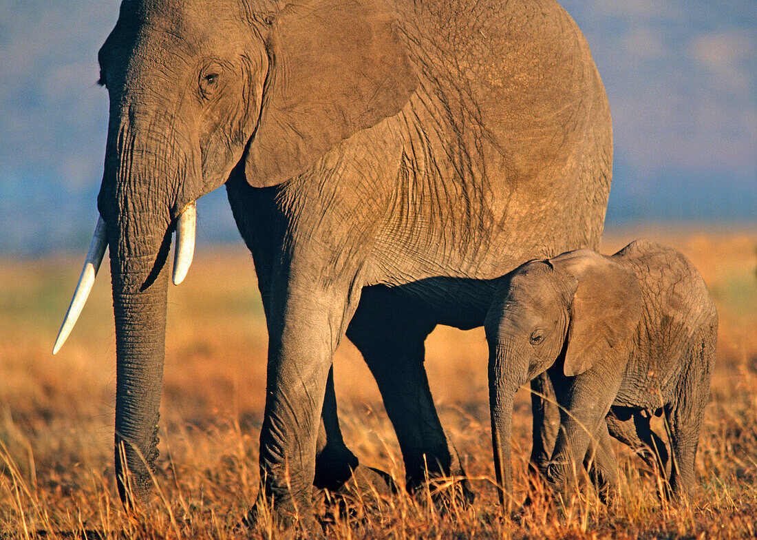 African Elephant (Loxodonta africana) mother and calf, Kenya