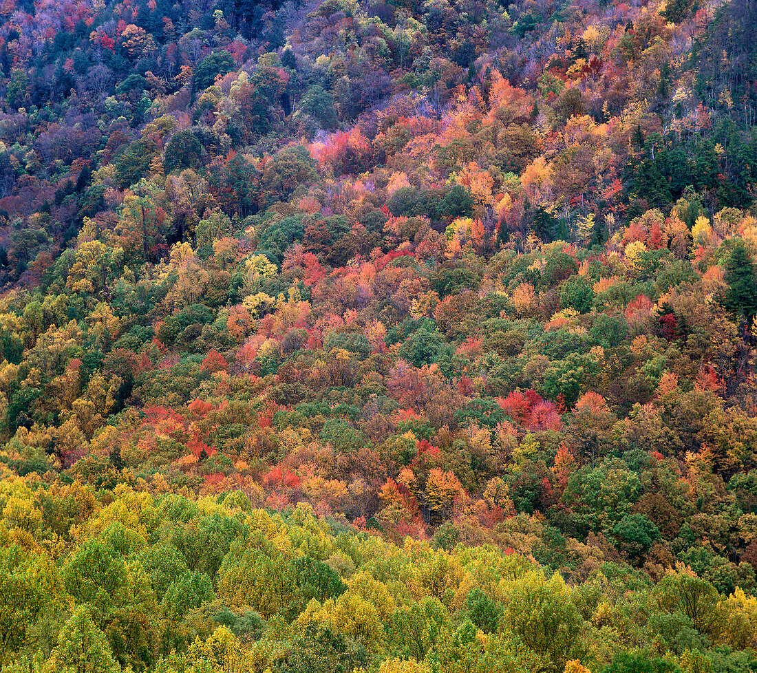 Deciduous forest in autumn, Great Smoky Mountains National Park, Tennessee