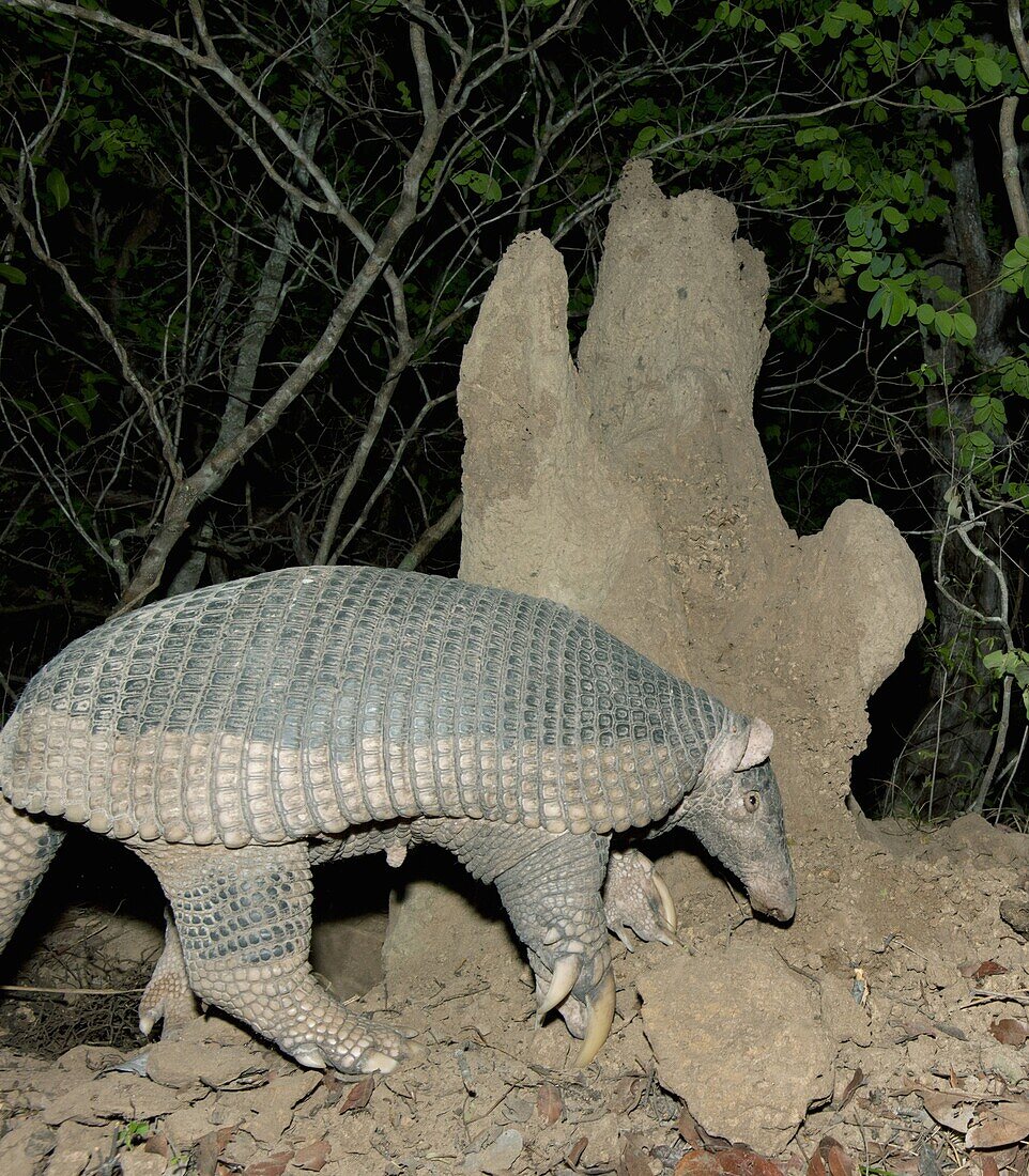 Giant Armadillo (Priodontes maximus) female foraging at termite mound, Pantanal, Brazil