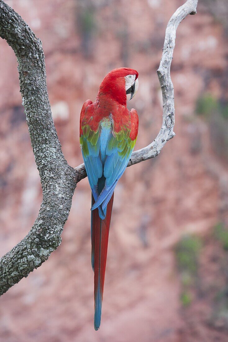 Red and Green Macaw (Ara chloroptera), Buraco das Araras, Mato Grosso do Sul, Pantanal, Brazil