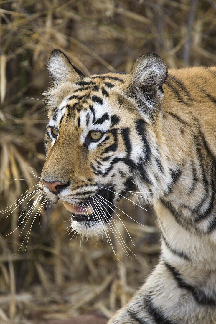 Bengal Tiger (Panthera tigris tigris), Tadoba Andheri Tiger Reserve, India