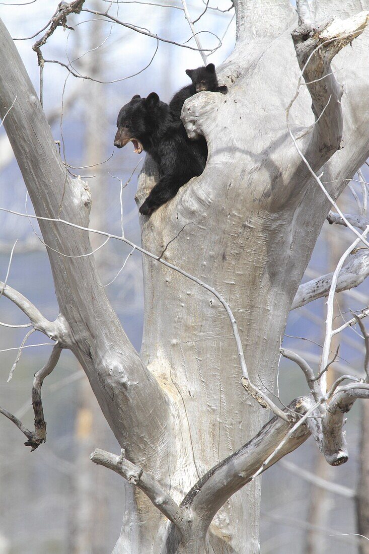 Black Bear (Ursus americanus) mother emerging from tree den with cub, Glacier National Park, Montana
