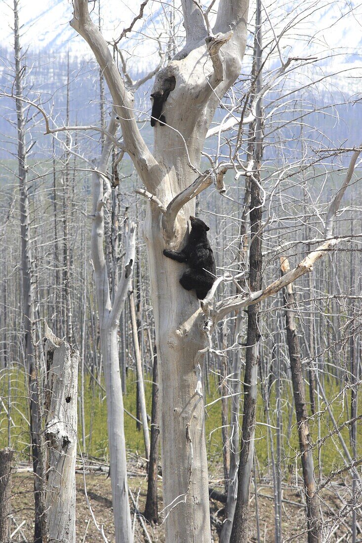 Black Bear (Ursus americanus) mother and cub near tree den, Glacier National Park, Montana